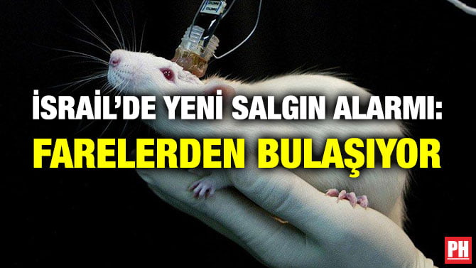 İSRAİL’DE YENİ SALGIN ALARMI: FARELERDEN BULAŞIYOR