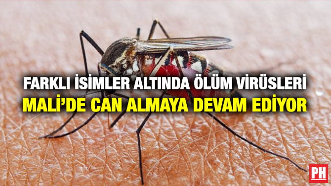 FARKLI İSİMLER ALTINDA ÖLÜM VİRÜSLERİ MALİ’DE CAN ALMAYA DEVAM EDİYOR