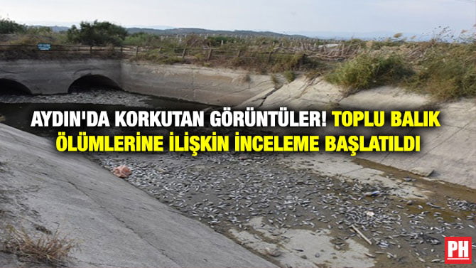 AYDIN’DA KORKUTAN GÖRÜNTÜLER! TOPLU BALIK ÖLÜMLERİNE İLİŞKİN İNCELEME BAŞLATILDI