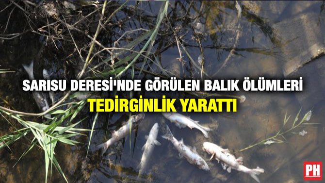 SARISU DERESİ’NDE GÖRÜLEN BALIK ÖLÜMLERİ TEDİRGİNLİK YARATTI