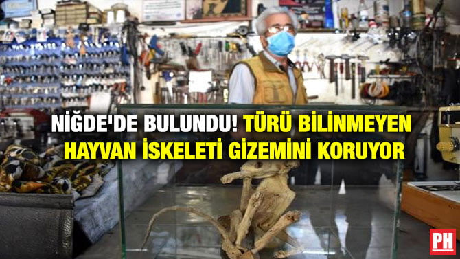 NİĞDE’DE BULUNDU! TÜRÜ BİLİNMEYEN HAYVAN İSKELETİ GİZEMİNİ KORUYOR