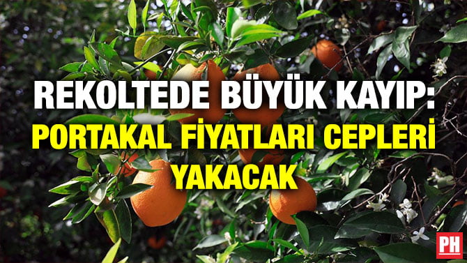 REKOLTEDE BÜYÜK KAYIP: PORTAKAL FİYATLARI CEPLERİ YAKACAK