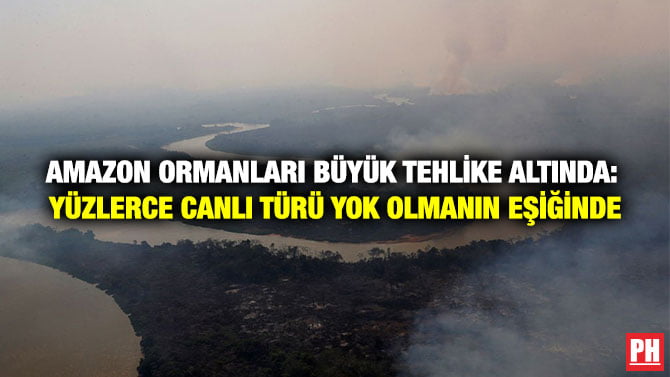 AMAZON ORMANLARI BÜYÜK TEHLİKE ALTINDA: YÜZLERCE CANLI TÜRÜ YOK OLMANIN EŞİĞİNDE