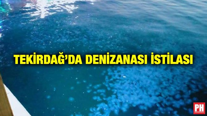 TEKİRDAĞ’DA DENİZANASI İSTİLASI