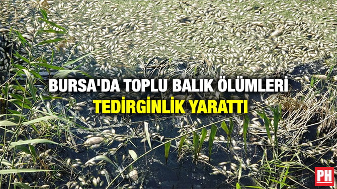 BURSA’DA TOPLU BALIK ÖLÜMLERİ TEDİRGİNLİK YARATTI