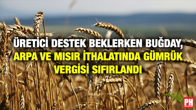 ÜRETİCİ DESTEK BEKLERKEN BUĞDAY, ARPA VE MISIR İTHALATINDA GÜMRÜK VERGİSİ SIFIRLANDI