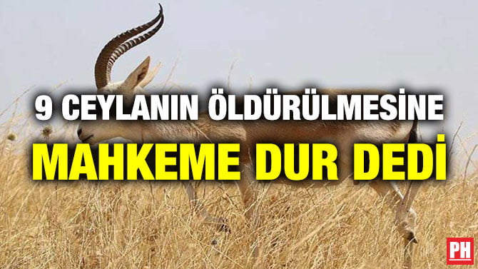 9 CEYLANIN ÖLDÜRÜLMESİNE MAHKEME DUR DEDİ