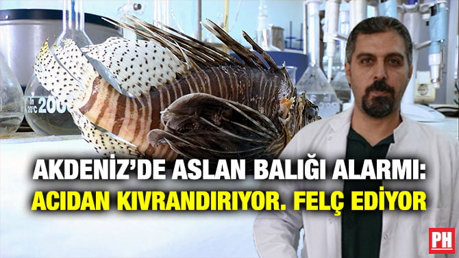 AKDENİZ’DE ASLAN BALIĞI ALARMI: ACIDAN KIVRANDIRIYOR. FELÇ EDİYOR