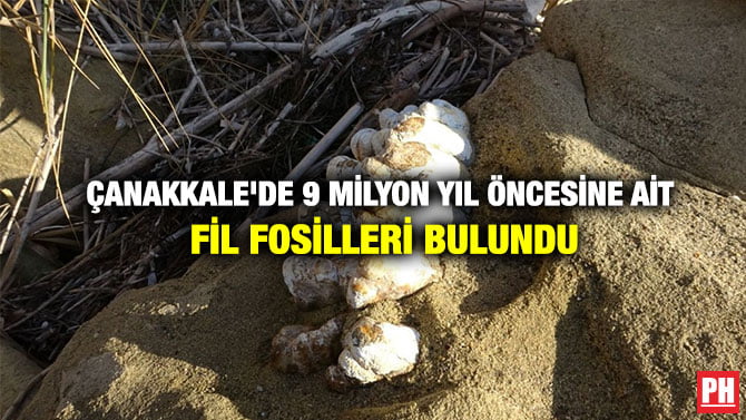 ÇANAKKALE’DE 9 MİLYON YIL ÖNCESİNE AİT FİL FOSİLLERİ BULUNDU