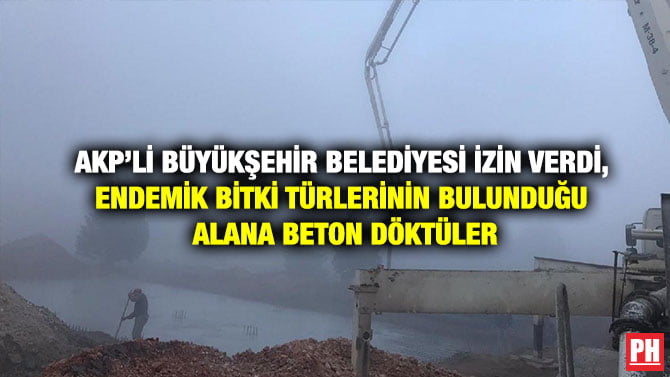 AKP’Lİ BÜYÜKŞEHİR BELEDİYESİ İZİN VERDİ, ENDEMİK BİTKİ TÜRLERİNİN BULUNDUĞU ALANA BETON DÖKTÜLER