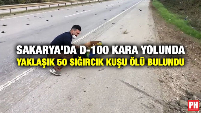 SAKARYA’DA D-100 KARA YOLUNDA YAKLAŞIK 50 SIĞIRCIK KUŞU ÖLÜ BULUNDU