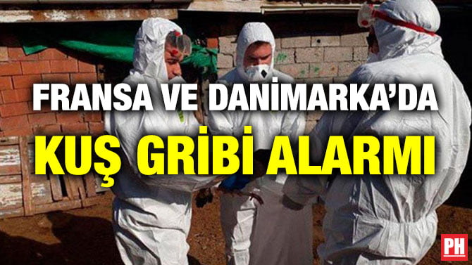 FRANSA VE DANİMARKA’DA KUŞ GRİBİ ALARMI