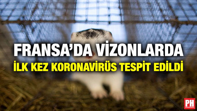 FRANSA’DA VİZONLARDA İLK KEZ KORONAVİRÜS TESPİT EDİLDİ