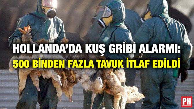 HOLLANDA’DA KUŞ GRİBİ ALARMI: 500 BİNDEN FAZLA TAVUK İTLAF EDİLDİ