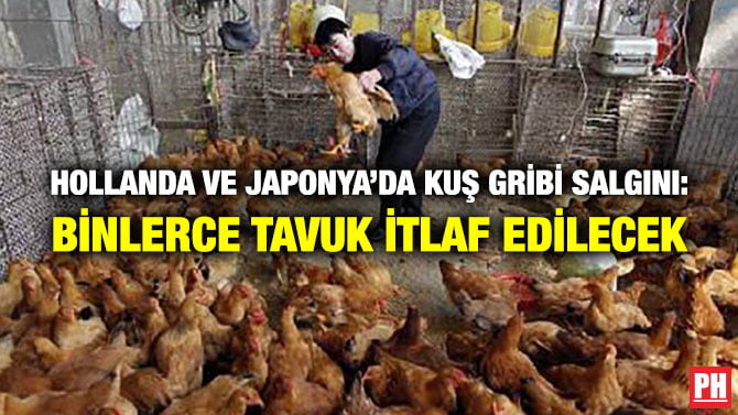 HOLLANDA VE JAPONYA’DA KUŞ GRİBİ SALGINI: BİNLERCE TAVUK İTLAF EDİLECEK