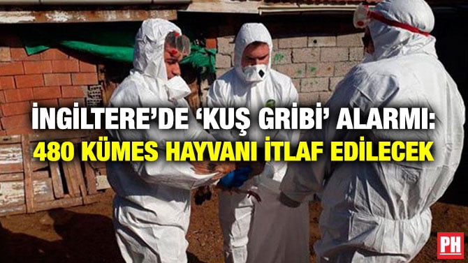 İNGİLTERE’DE ‘KUŞ GRİBİ’ ALARMI: 480 KÜMES HAYVANI İTLAF EDİLECEK