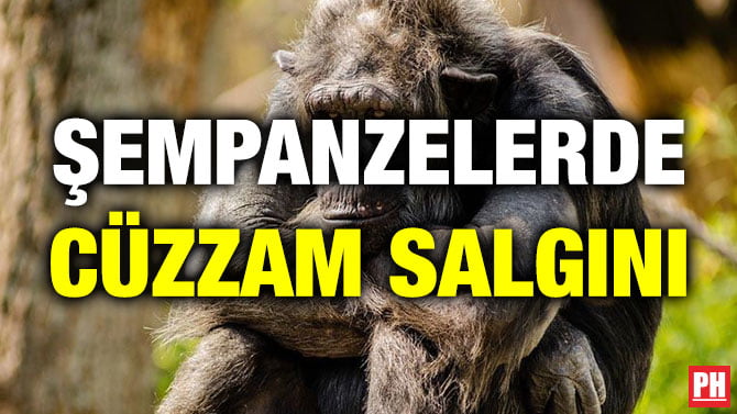 ŞEMPANZELERDE CÜZZAM SALGINI