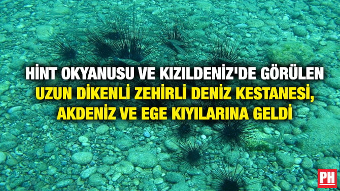 HİNT OKYANUSU VE KIZILDENİZ’DE GÖRÜLEN UZUN DİKENLİ ZEHİRLİ DENİZ KESTANESİ, AKDENİZ VE EGE KIYILARINA GELDİ