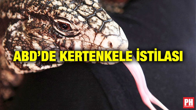 ABD’DE KERTENKELE İSTİLASI
