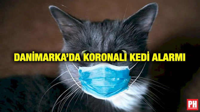 DANİMARKA’DA KORONALI KEDİ ALARMI