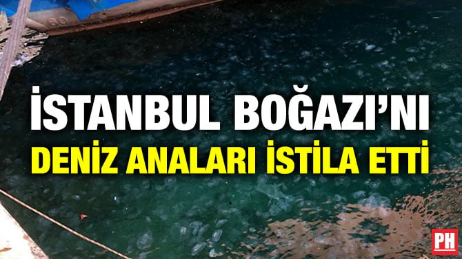 İSTANBUL BOĞAZI’NI DENİZ ANALARI İSTİLA ETTİ