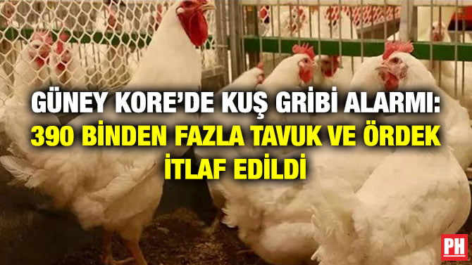 GÜNEY KORE’DE KUŞ GRİBİ ALARMI: 390 BİNDEN FAZLA TAVUK VE ÖRDEK İTLAF EDİLDİ