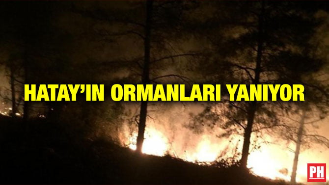 HATAY’IN ORMANLARI YANIYOR