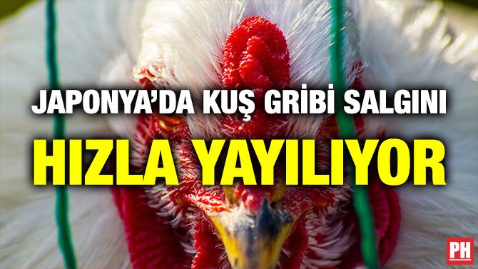 JAPONYA’DA KUŞ GRİBİ SALGINI HIZLA YAYILIYOR