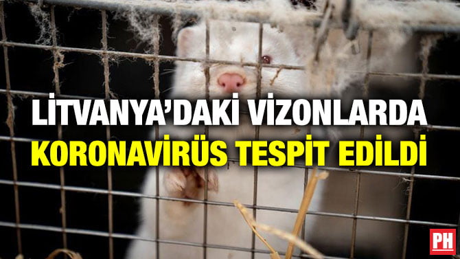LİTVANYA’DAKİ VİZONLARDA KORONAVİRÜS TESPİT EDİLDİ