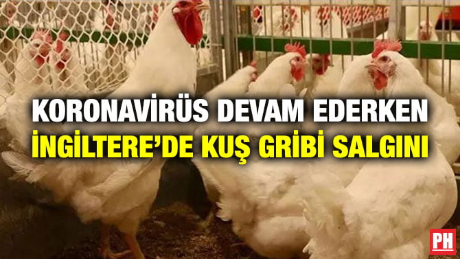 KORONAVİRÜS DEVAM EDERKEN İNGİLTERE’DE KUŞ GRİBİ SALGINI