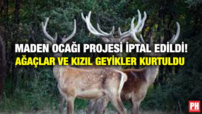MADEN OCAĞI PROJESİ İPTAL EDİLDİ! AĞAÇLAR VE  KIZIL GEYİKLER KURTULDU