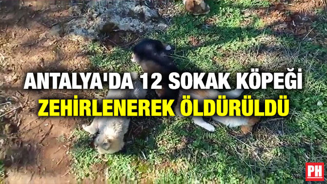 ANTALYA’DA 12 SOKAK KÖPEĞİ ZEHİRLENEREK ÖLDÜRÜLDÜ