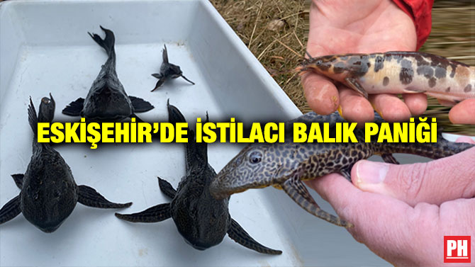 ESKİŞEHİR’DE İSTİLACI BALIK PANİĞİ
