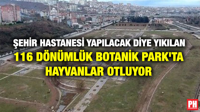 ŞEHİR HASTANESİ YAPILACAK DİYE YIKILAN 116 DÖNÜMLÜK BOTANİK PARK’TA HAYVANLAR OTLUYOR
