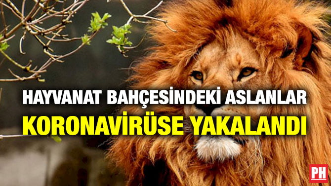 HAYVANAT BAHÇESİNDEKİ ASLANLAR KORONAVİRÜSE YAKALANDI