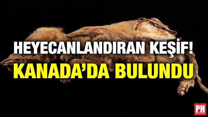 HEYECANLANDIRAN KEŞİF! KANADA’DA BULUNDU    