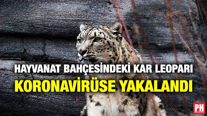 HAYVANAT BAHÇESİNDEKİ KAR LEOPARI KORONAVİRÜSE YAKALANDI