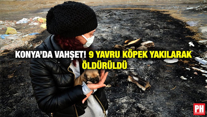 KONYA’DA VAHŞET! 9 YAVRU KÖPEK YAKILARAK ÖLDÜRÜLDÜ