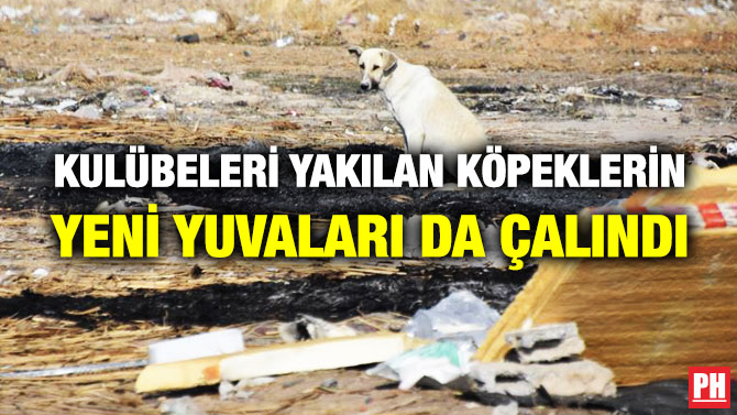 KULÜBELERİ YAKILAN KÖPEKLERİN YENİ YUVALARI DA ÇALINDI