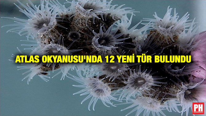 ATLAS OKYANUSU’NDA 12 YENİ TÜR BULUNDU