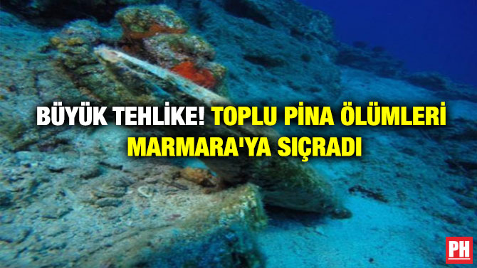 BÜYÜK TEHLİKE! TOPLU PİNA ÖLÜMLERİ MARMARA’YA SIÇRADI