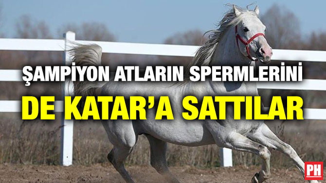 ŞAMPİYON ATLARIN SPERMLERİNİ DE KATAR’A SATTILAR