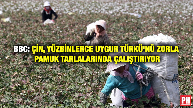 BBC: ÇİN, YÜZBİNLERCE UYGUR TÜRKÜ’NÜ ZORLA PAMUK TARLALARINDA ÇALIŞTIRIYOR