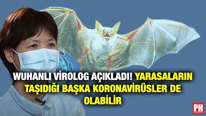 WUHANLI VİROLOG AÇIKLADI! YARASALARIN TAŞIDIĞI BAŞKA KORONAVİRÜSLER DE OLABİLİR