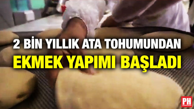 2 Bin Yıllık Ata Tohumundan Ekmek Yapımı Başladı