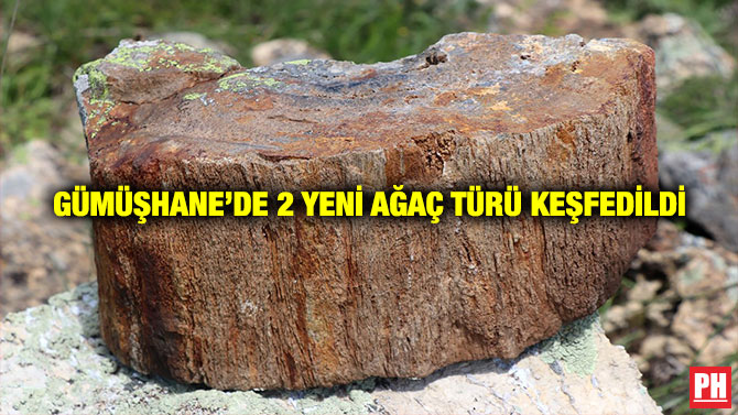 Gümüşhane’de 2 Yeni Ağaç Türü Keşfedildi
