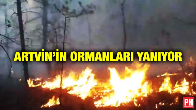 Artvin’in Ormanları Yanıyor