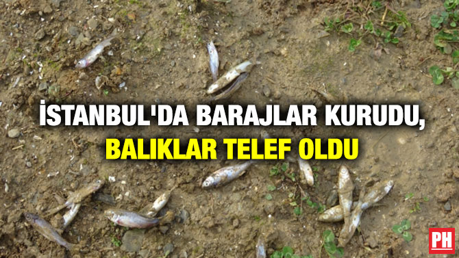 İstanbul’da Barajlar Kurudu, Balıklar Telef Oldu