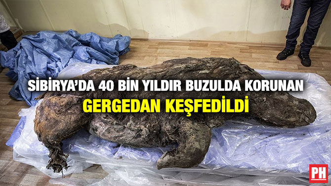 Sibirya’da 40 Bin Yıldır Buzulda Korunan Gergedan Keşfedildi