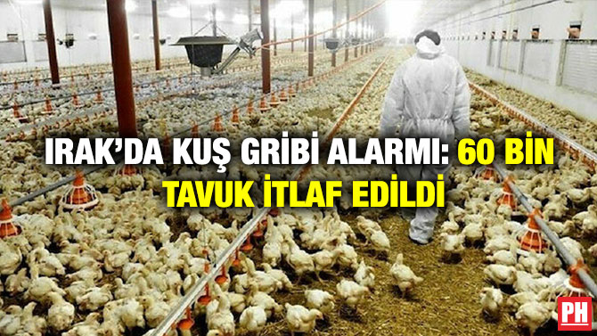 Irak’da Kuş Gribi Alarmı: 60 Bin Tavuk İtlaf Edildi